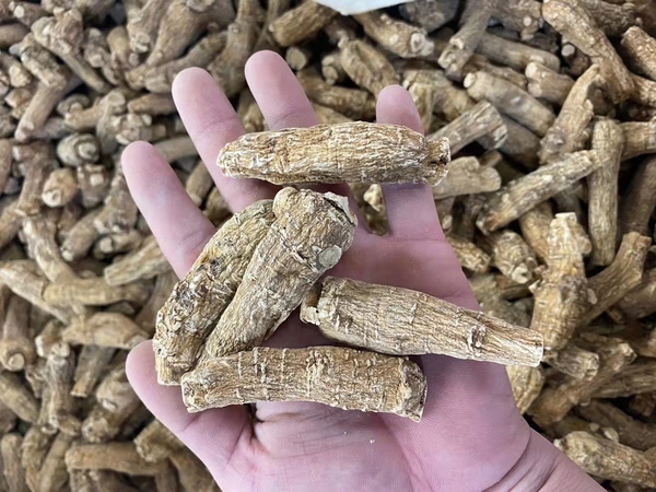 ginseng4.jpg